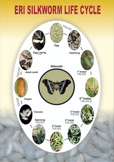 Eri Life Cycle